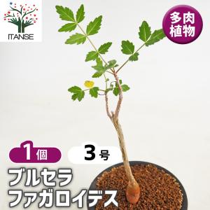 ブルセラ ファガロイデス 多肉植物 3号/1個売り 塊根植物インテリア 観賞 オフィス リビング 玄関 庭 屋内 卓上 コンパクト 小型 鉢植え 盆栽
