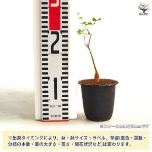 ブルセラ ファガロイデス 多肉植物 3号/1個...の詳細画像1