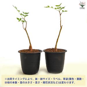 ブルセラ ファガロイデス 多肉植物 3号/1個...の詳細画像2