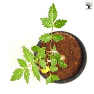 ブルセラ ファガロイデス 多肉植物 3号/1個...の詳細画像3