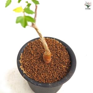 ブルセラ ファガロイデス 多肉植物 3号/1個...の詳細画像4