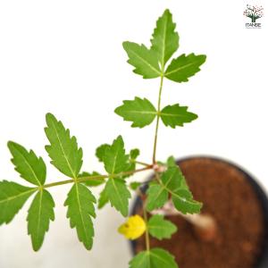 ブルセラ ファガロイデス 多肉植物 3号/1個...の詳細画像5