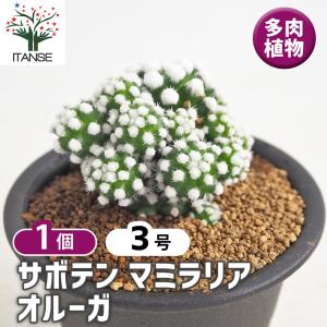 サボテン：マミラリア 白星群生*幅27cm 現品 一品限り : 遊恵盆栽