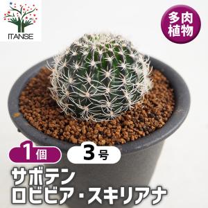 日本花キ流通 caサボテン 晃山 7.5cmポット レウクテンベルギア