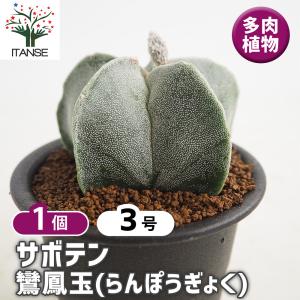 日本花キ流通 多肉植物 asリトープス 太古玉 多肉植物 リトープス