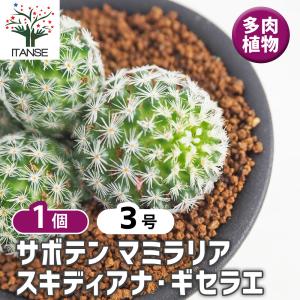 サボテン：マミラリア 高砂 実生*幅8cm : 遊恵盆栽 Yahoo!店 - 通販