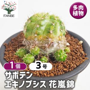 多肉植物 yukエケベリア ザラゴーサspノバ 優木園さんの苗 送料無料
