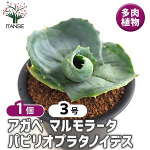 アガベ マルモラータ パピリオプラタノイデス 多...の商品画像