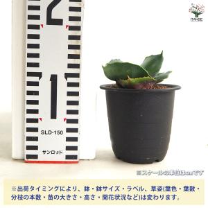 アガベ マルモラータ パピリオプラタノイデス ...の詳細画像1