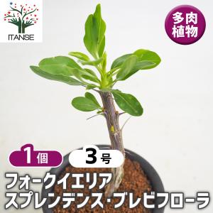 サボテン：エキノカクタス 太平丸 実生*幅16cm 現品！一品限り : 遊恵