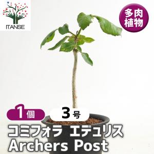 ☆特価☆コーデックス：パキポディウム ウィンゾリー 実生 M*塊根幅1.5