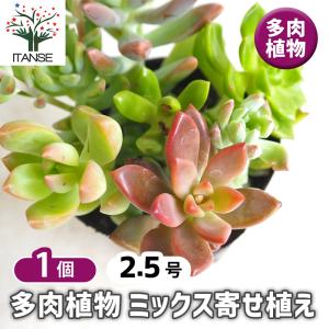 多肉植物 ミックス寄せ植え 2.5号/1個売り 寄せ植え ガーデニング リビング オフィス 事務所 インテリア