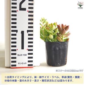 多肉植物 ミックス寄せ植え 2.5号/1個売り...の詳細画像1