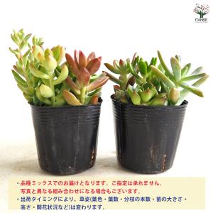 多肉植物 ミックス寄せ植え 2.5号/1個売り...の詳細画像2