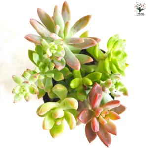 多肉植物 ミックス寄せ植え 2.5号/1個売り...の詳細画像3
