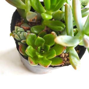 多肉植物 ミックス寄せ植え 2.5号/1個売り...の詳細画像4