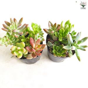 多肉植物 ミックス寄せ植え 2.5号/1個売り...の詳細画像5