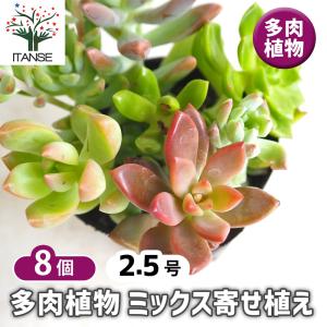 日本花キ流通 grセンペルビウム トパーズ 7.5cmポット : フラワー