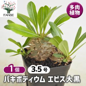 コーデックス：パキポディウム レウコキサンツム 実生*S 塊根幅1.5cm