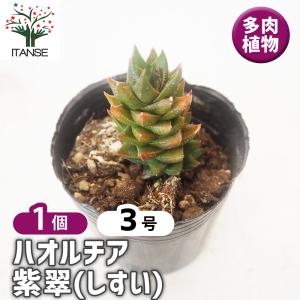☆特価☆多肉植物：ハオルチア 本間裏窓（美窓ムチカ交配種）×裏般若