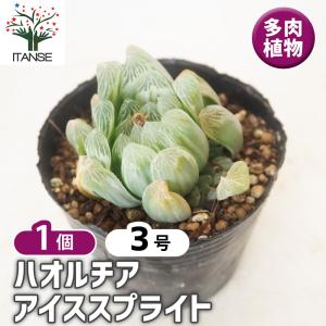 日本花キ流通 多肉植物 caドロサンテマム アイスオレンジ