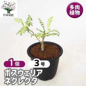 多肉植物：ハオルチア ニグラno.1 特丸葉ダルマタイプ*幅3cm 現品