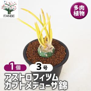 ITANSE パキポディウム ラメリー 多肉植物 8号鉢/1個売り 塊根植物