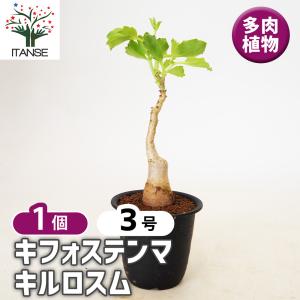 ITANSE パキポディウム ビスピノーサム 多肉植物 2号鉢/1個売り 塊根
