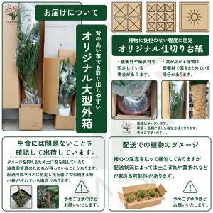 ハオルチア 紫オブツーサ 多肉植物 2.5号/...の詳細画像5