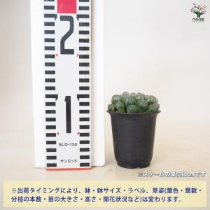 ハオルチア 紫オブツーサ 多肉植物 2.5号/...の詳細画像1