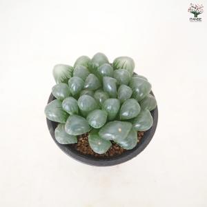 ハオルチア 紫オブツーサ 多肉植物 2.5号/...の詳細画像2