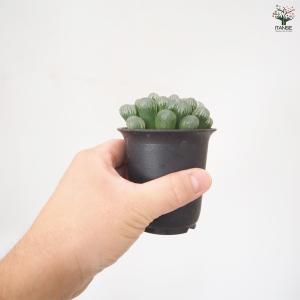 ハオルチア 紫オブツーサ 多肉植物 2.5号/...の詳細画像3