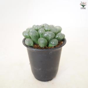 ハオルチア 紫オブツーサ 多肉植物 2.5号/...の詳細画像4