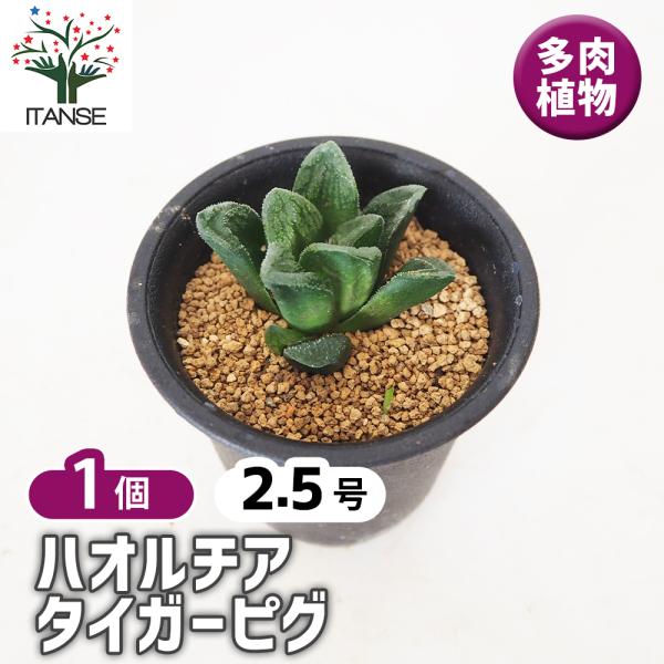 ハオルチア タイガーピグ 多肉植物 2.5号/1個売り ハオルチア属 ハオルシア 観葉植物 ギフト ...