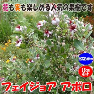 フェイジョア アポロ 花も美しい庭園向き果樹18cmポット