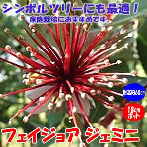 ITANSE フェイジョア ジェミニ 花も美しい庭園向き果樹18cmポット