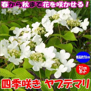 中国原産の落葉低木 花 ガーデニング の商品一覧 通販 Yahoo ショッピング