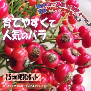 ローズヒップ 『 センセーショナルファンタジー 』 5号鉢植え : 花と緑