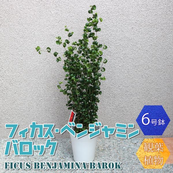 ITANSE 観葉植物 フィカス・ベンジャミン・バロック6号プラスチック鉢 中型 観葉植物 6号鉢 ...