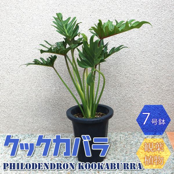 ITANSE 観葉植物 クッカバラ プラスチック鉢 大型 観葉植物 7号鉢 1個 送料無料 イタンセ...