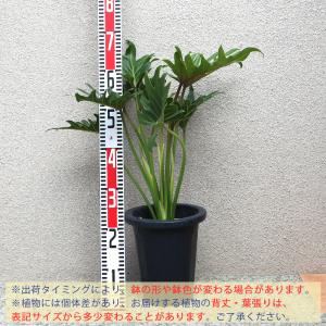 ITANSE 観葉植物 クッカバラ プラスチッ...の詳細画像1