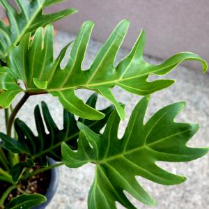 ITANSE 観葉植物 クッカバラ プラスチッ...の詳細画像2