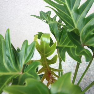 ITANSE 観葉植物 クッカバラ プラスチッ...の詳細画像3