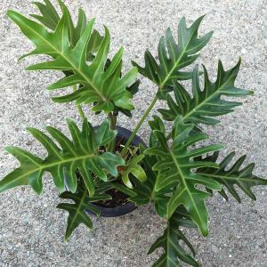 ITANSE 観葉植物 クッカバラ プラスチッ...の詳細画像4
