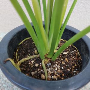 ITANSE 観葉植物 クッカバラ プラスチッ...の詳細画像5
