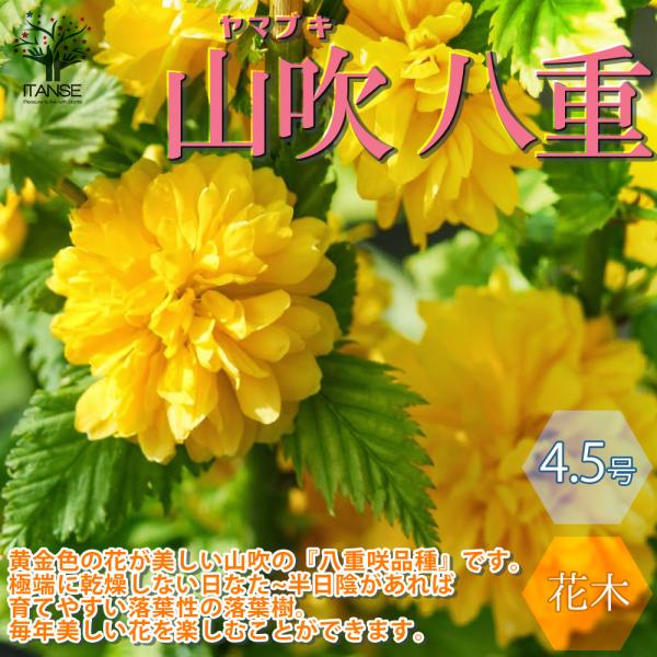 ITANSE ヤマブキ(山吹) 八重咲き 庭木 4.5号ポット苗 1個売り 庭木 植木 花木 観賞用...