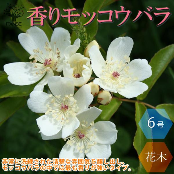 ITANSE バラ 香りモッコウ バラ一重咲き白花 庭木 6号大苗 1個売り 植木 観賞用 プレゼン...