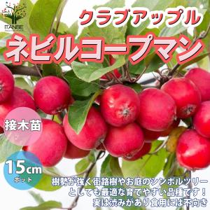 クラブアップル ネビルコープマン 庭木 接木苗 5号接木苗 1個売り 植木 観賞用 新生活 フラワーアレンジメントの商品画像