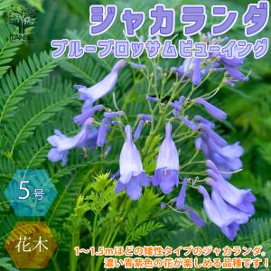 ITANSE ジャカランダ・ブルーブロッサム ビューイング 庭木 5号ポット苗 1個売り 庭木 植木 花木 観賞用 プレゼント 贈答 送料無料 イタンセ公式｜itanse