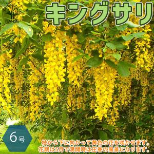 キングサリ（ボッシー） 15cmポット苗木（ 黄花藤 ） : 花と緑の専門店